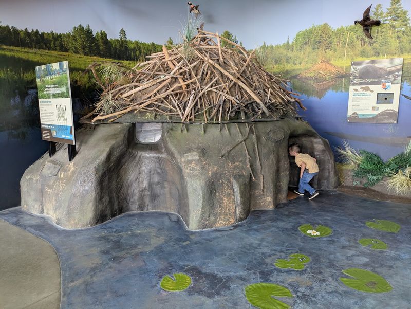Crawl Into A Beaver Lodge And Peek At An Eagle's Nest