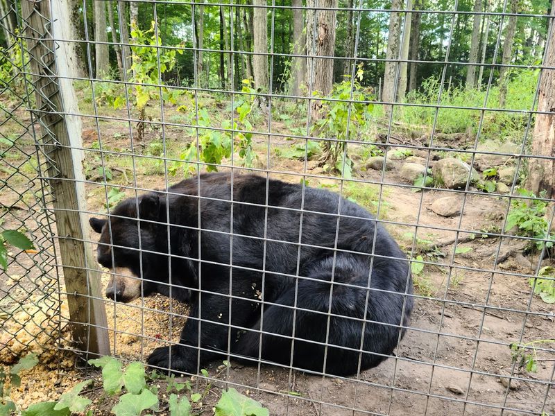 Seasonal Quirks And Bugs