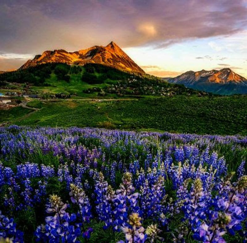 Crested Butte Wildflower Festival — Crested Butte, July 10–19, 2026
