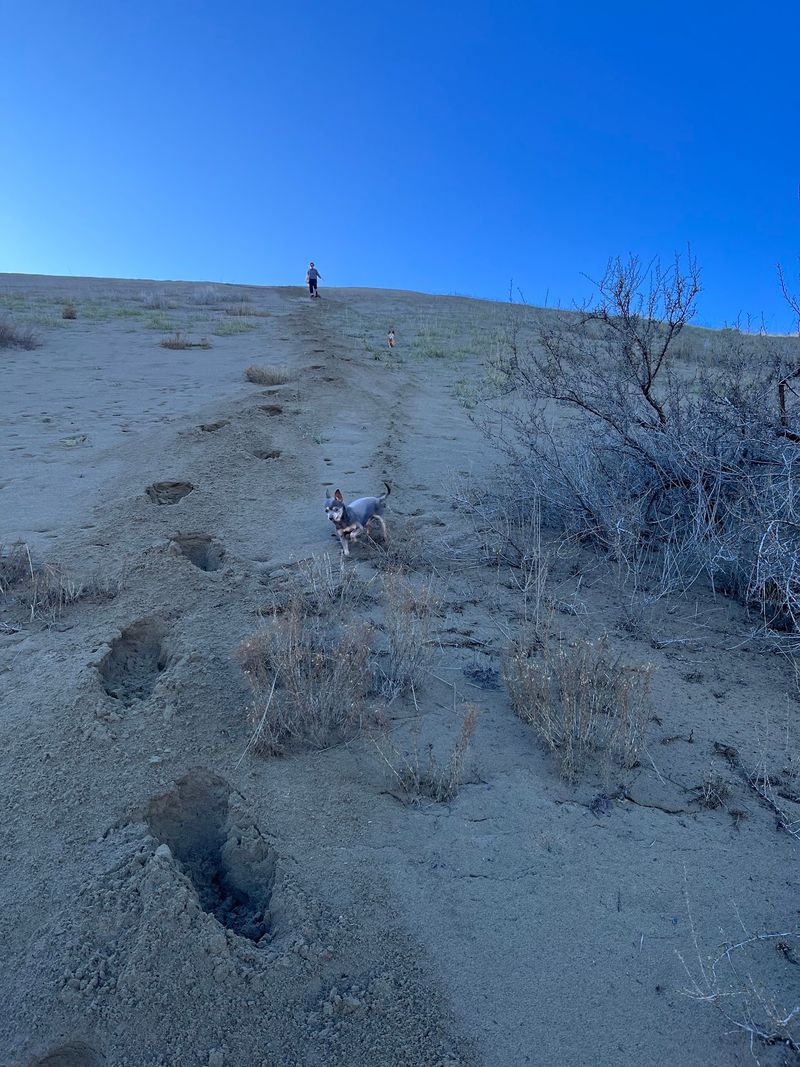 Crickets, Critters, and Wildlife Sightings