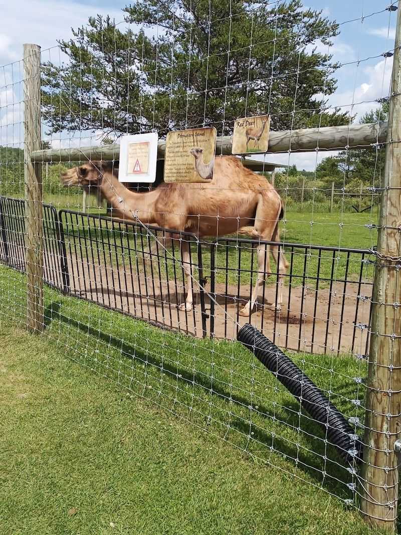 Roscommon Zoo, Roscommon