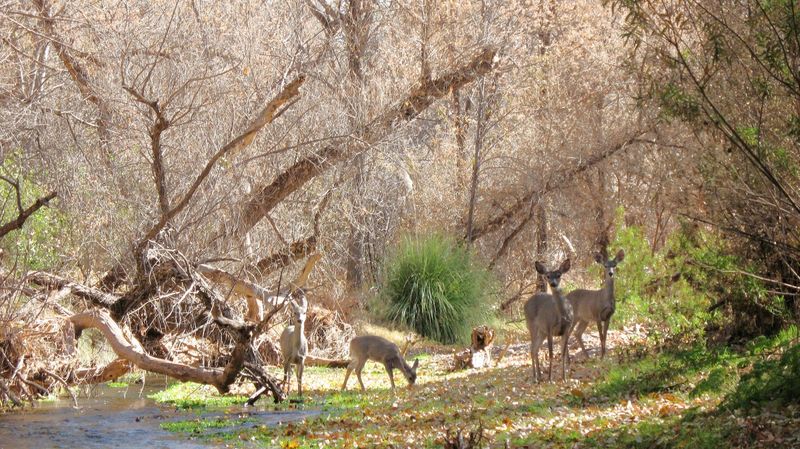 Critters Beyond the Feathers