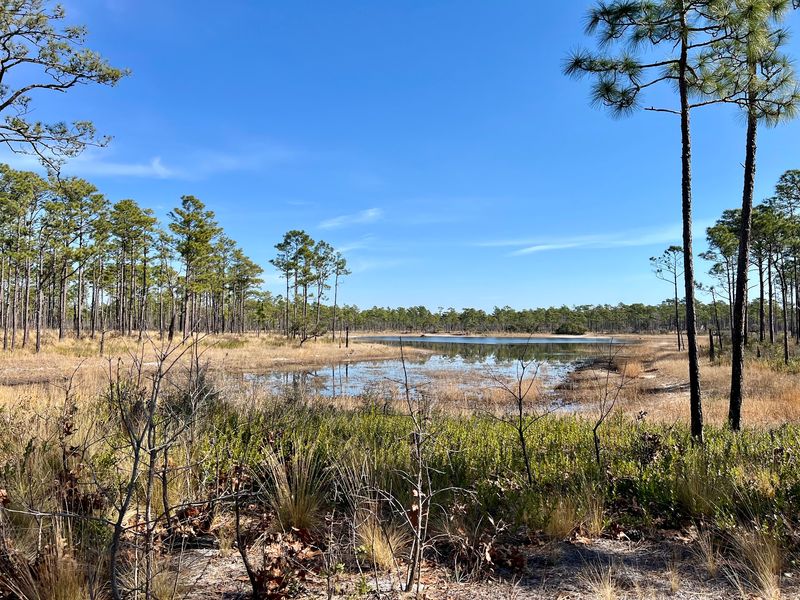 Croatan National Forest