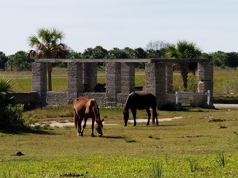 Cumberland Island National Seashore