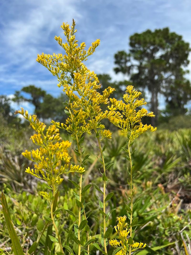Golden Aster Scrub Nature Preserve, Gibsonton, Florida