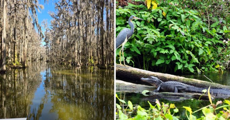 Cruise Past Ancient Cypress Trees And Alligators On This Florida River Tour