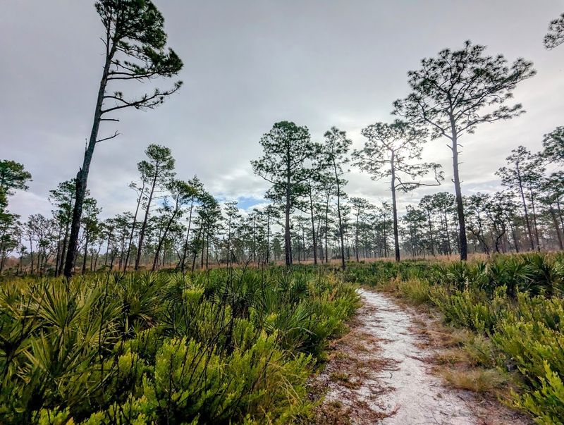 Hiking Trails That Wind Through Real Florida Wilderness