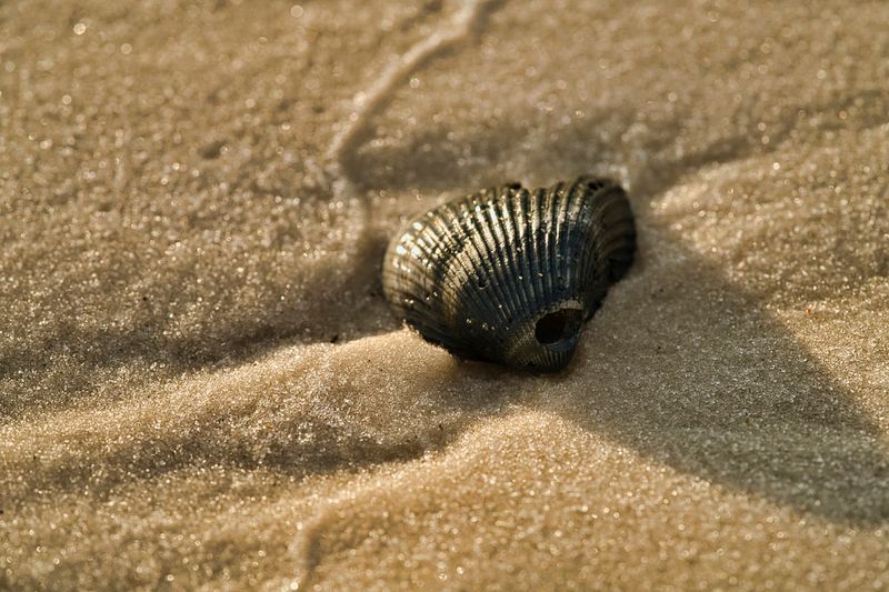 Zero High-Rise Buildings Block Your Sunset