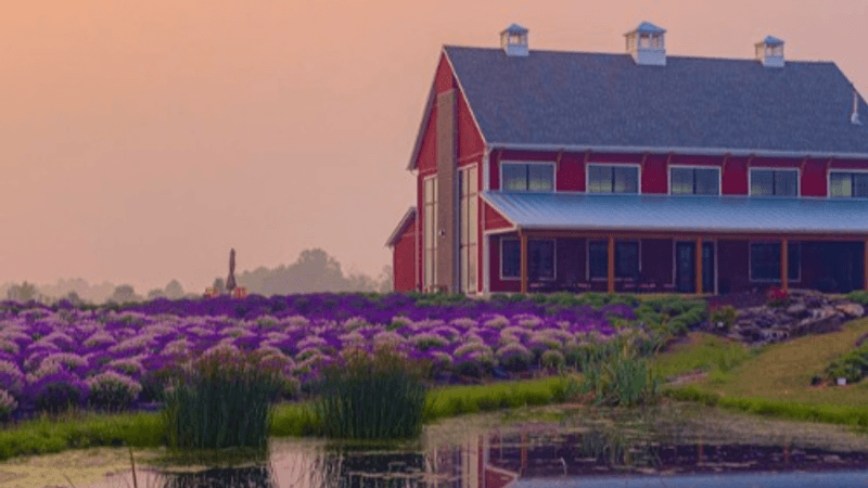 Lavender Life Farm, Caledonia