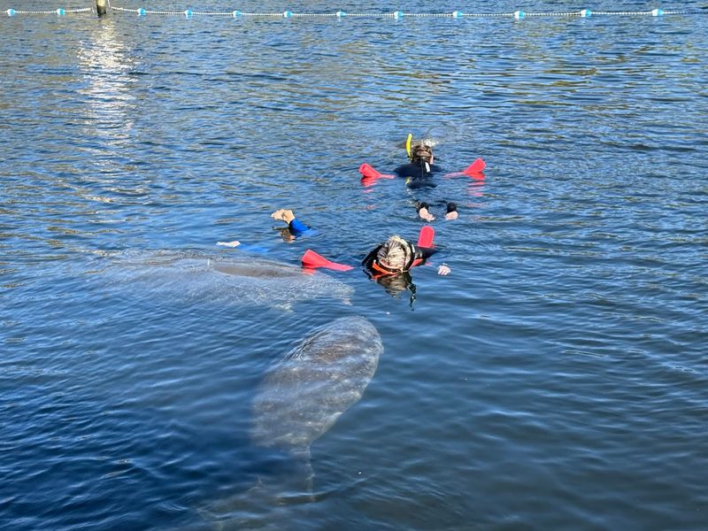 Crystal River Is One Of The Only Places In The U.S. Where You Can Swim With Wild Manatees