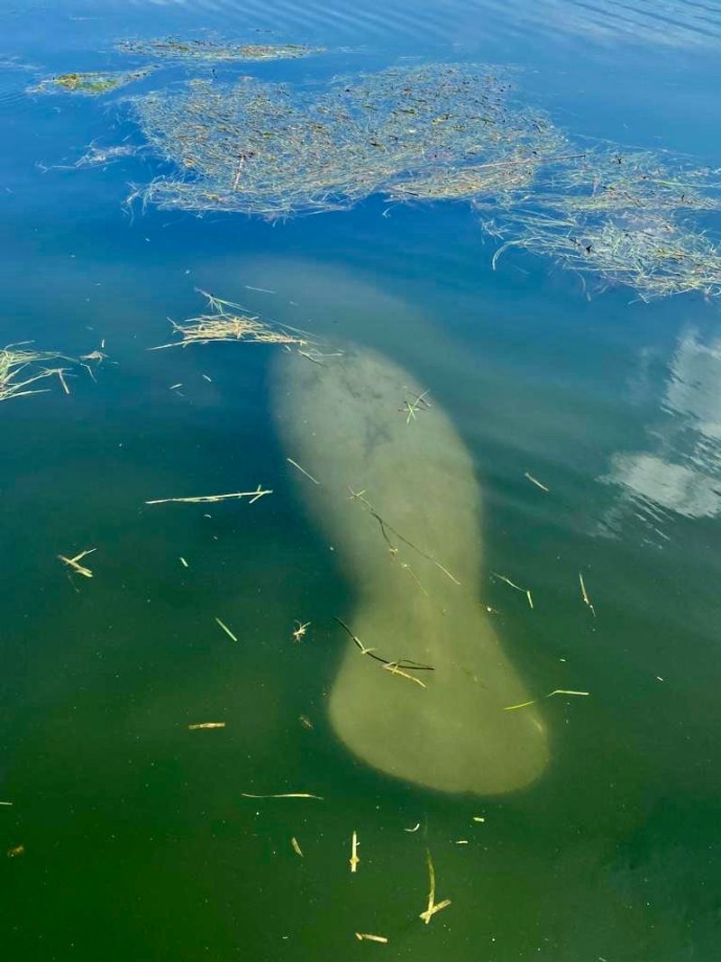 Crystal River Offers A Rare Chance To Connect With Nature In A Way That Most Destinations Cannot Match