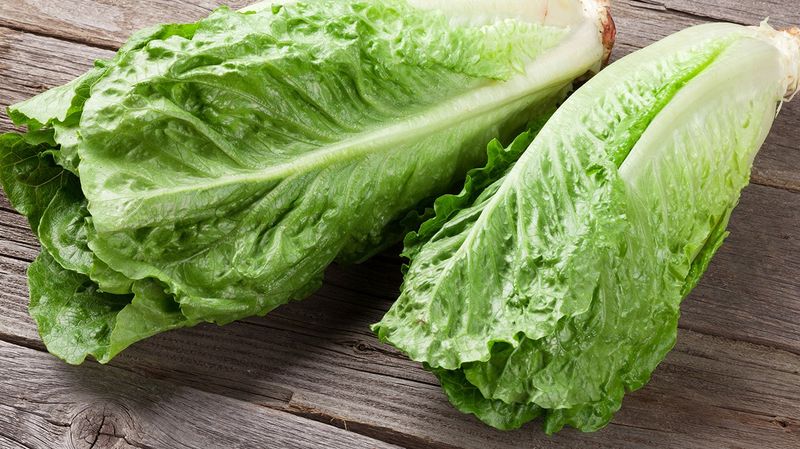 Lettuce: The Crispy Foundation