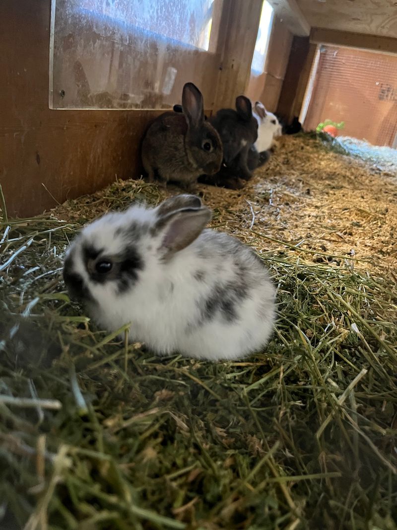 Cuddle Baby Bunnies In The Cozy Petting Areas