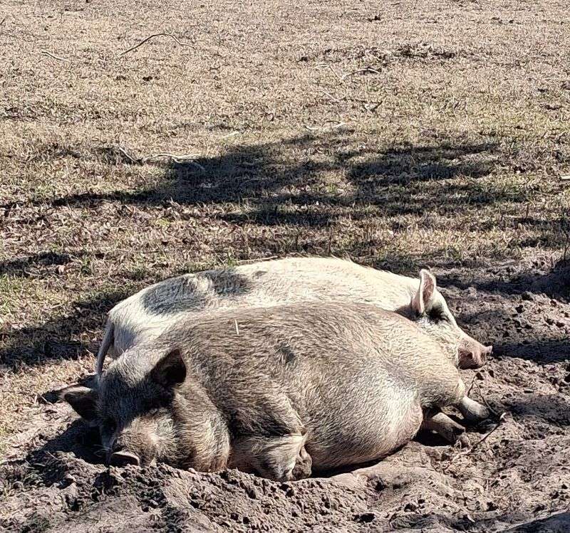 Cuddling The Pigs Wins Everyone Over Cuddling The Pigs Wins Everyone Over