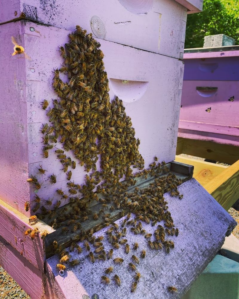 Honeybees, Donkeys, And The Unexpected Wildlife Of The Farm