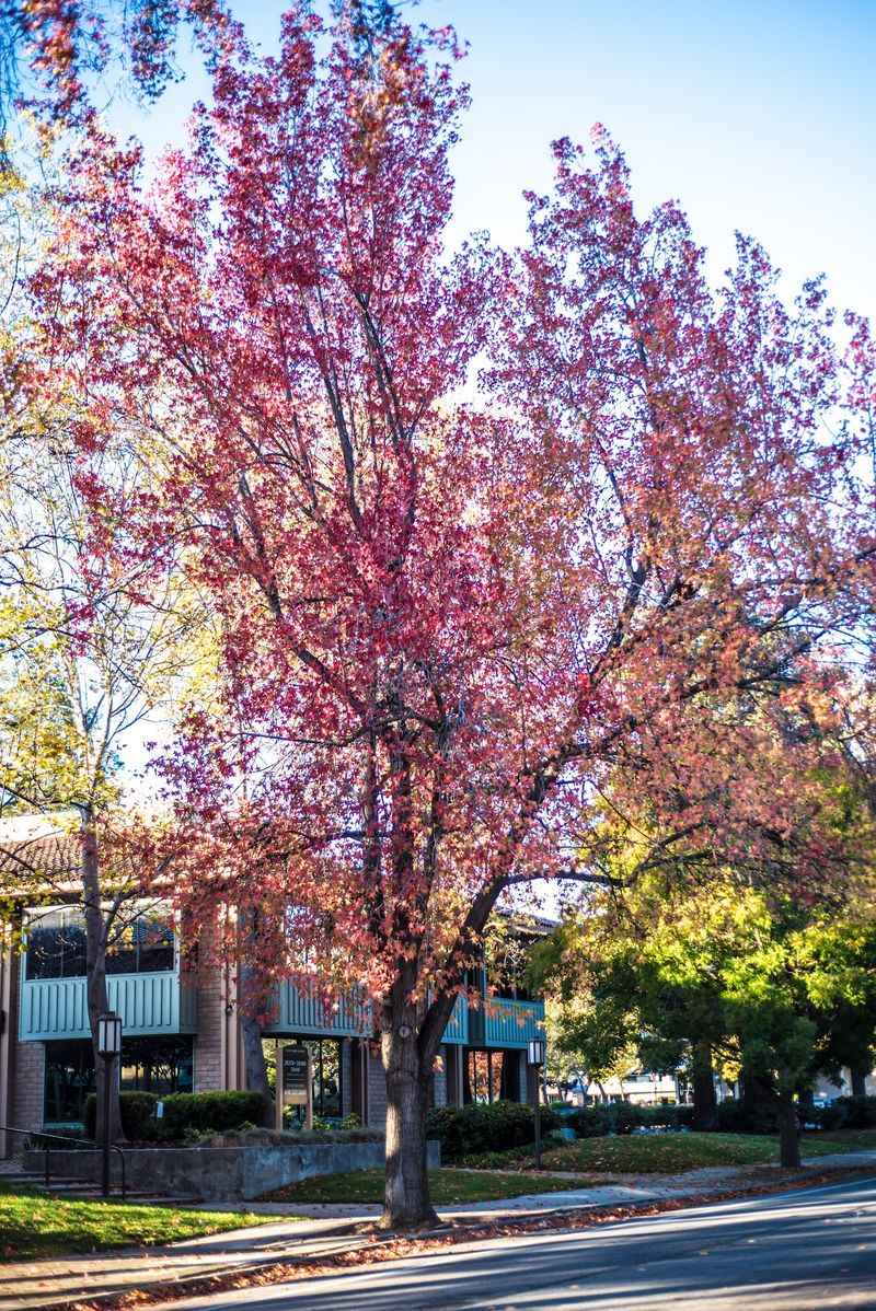 Cupertino