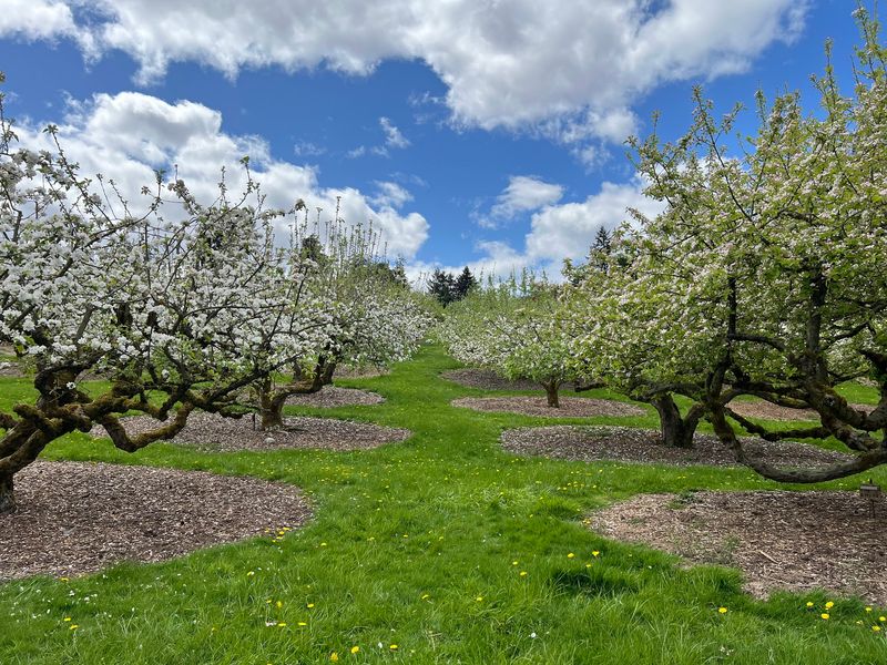 Curran Apple Orchard Park Curran Apple Orchard Park