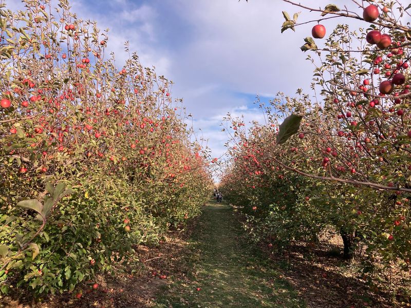 Curtis Orchard & Pumpkin Patch, Champaign