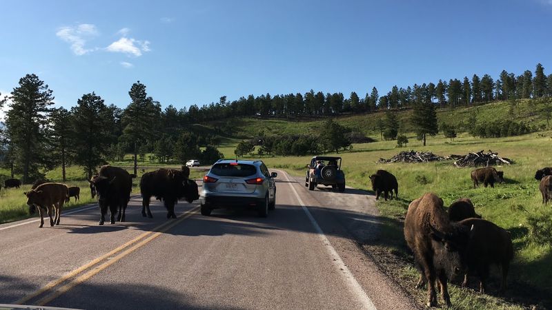 Custer State Park