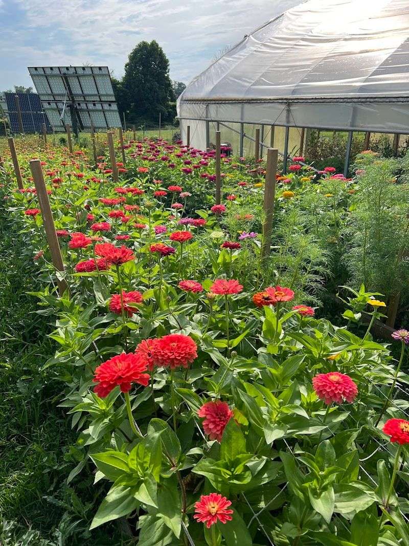 The Incredible Variety of Blooms on Offer