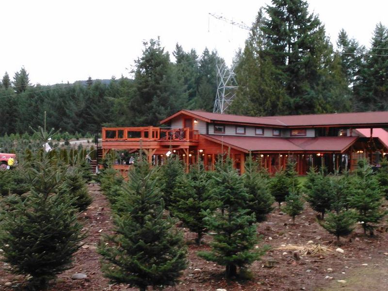 Cut-Your-Own Trees With Borrowed Hand Saws