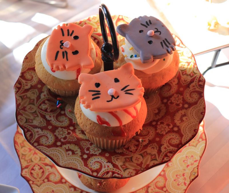 Cute Cat Merch To Take Home