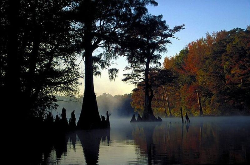 Migratory Bird Flyway Filling The Skies