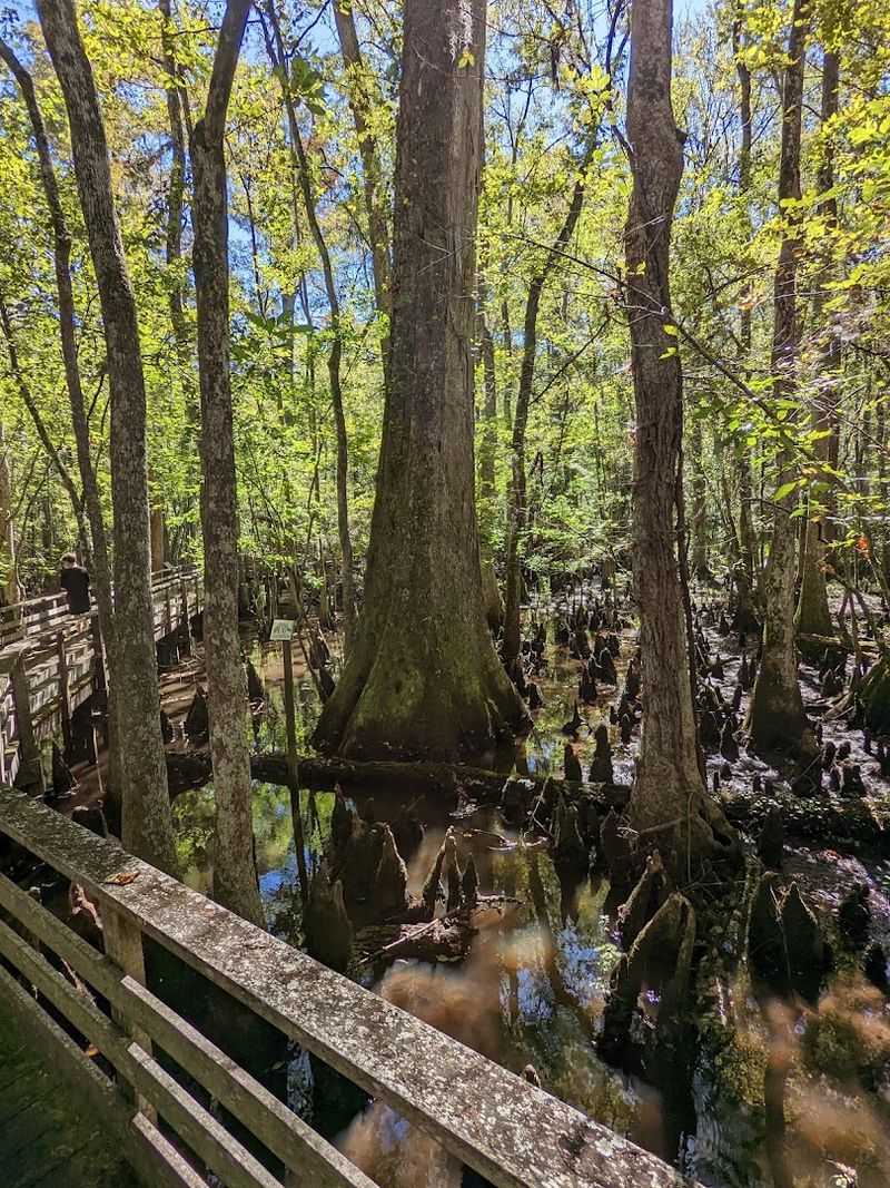 Francis Beidler Forest