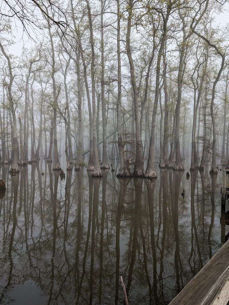 Cypress Knees And A Deep South Feel Cypress Knees And A Deep South Feel