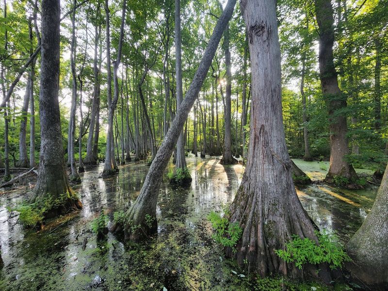 Cypress Swamp At Natchez Trace Parkway