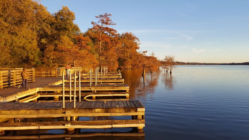Cypress Trees Reflect In The Open Water