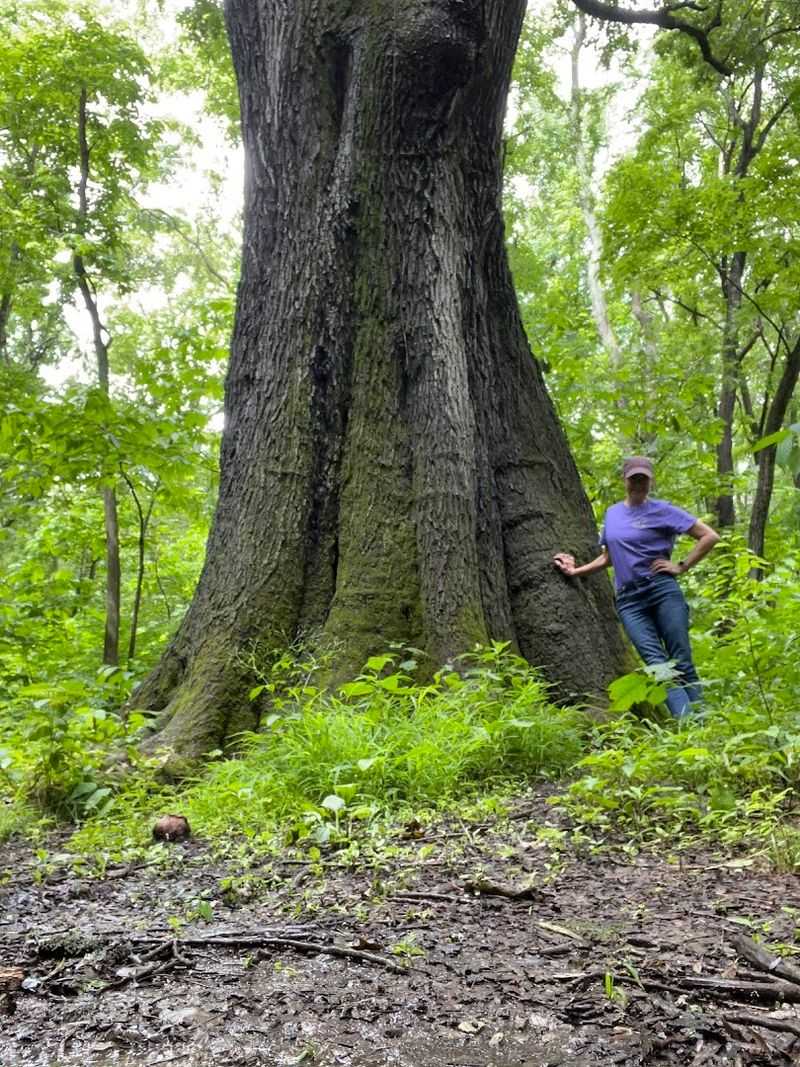 The Champion Cherrybark Oak