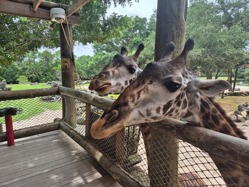 Dads Get Free Admission on Father's Day