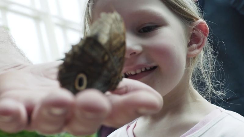 Daily Butterfly Releases That Steal the Show