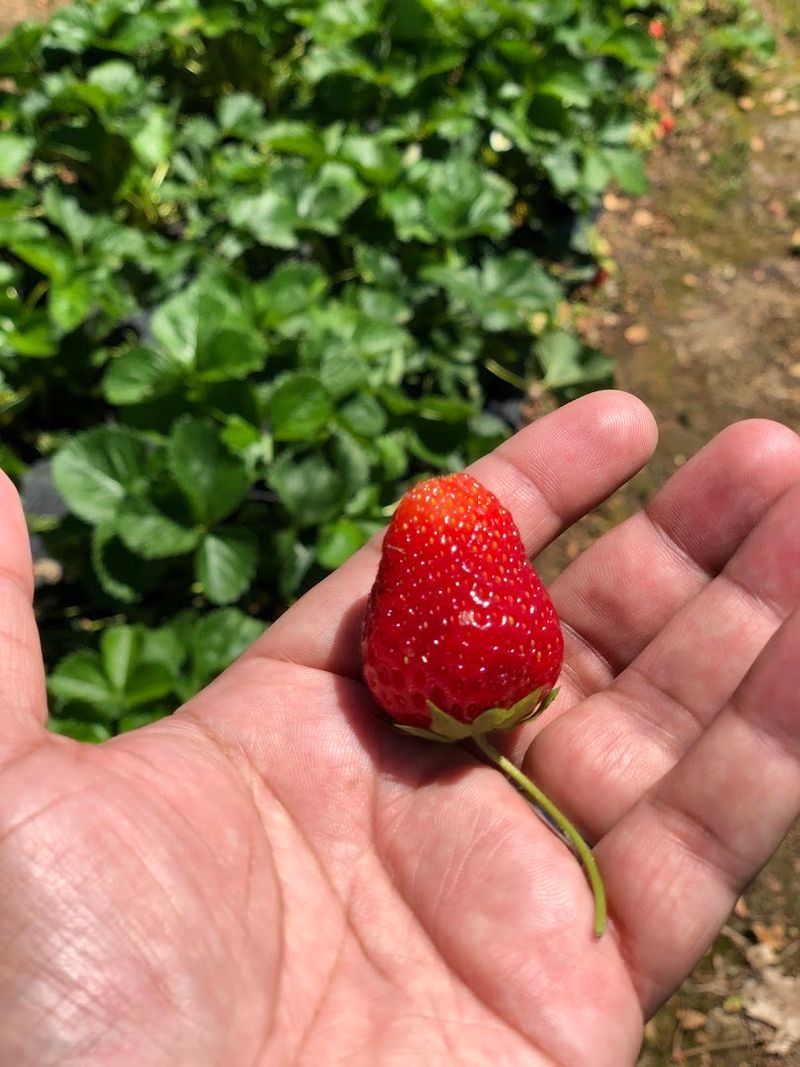 Early Morning Visits Provide The Best Berry Selection