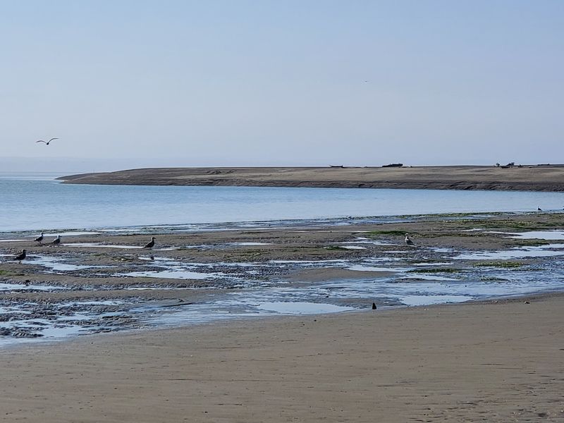 Damon Point