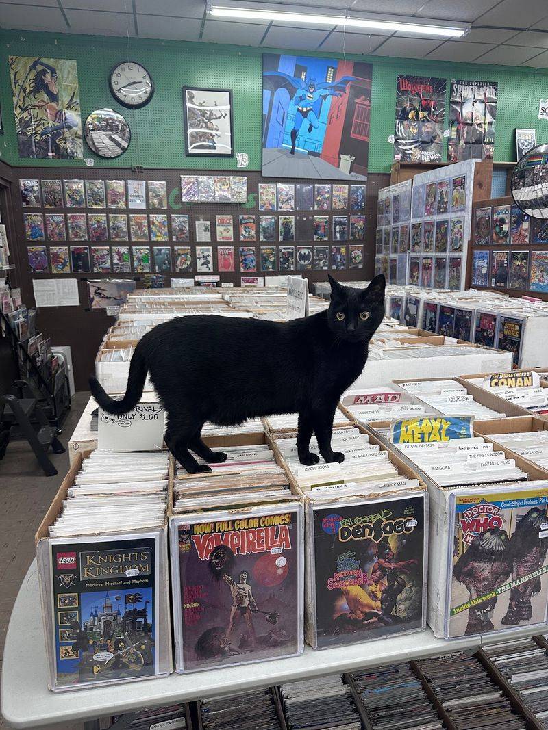 Dark Star Books And Comics, Yellow Springs