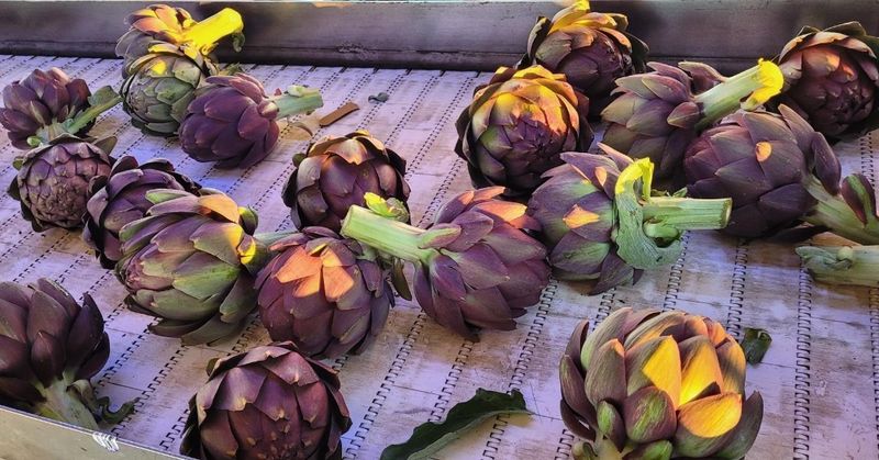 Purple Artichokes from Castroville