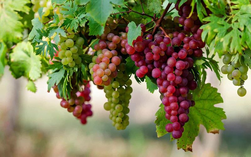 Grapes: From Ancient Vineyards