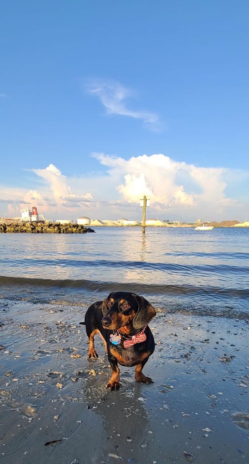 Davis Islands Dog Beach, Tampa Davis Islands Dog Beach, Tampa