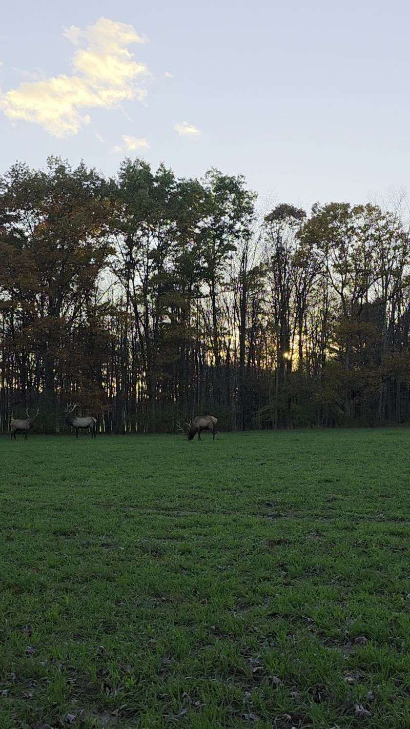 Dawn And Dusk Are When The Forest Talks