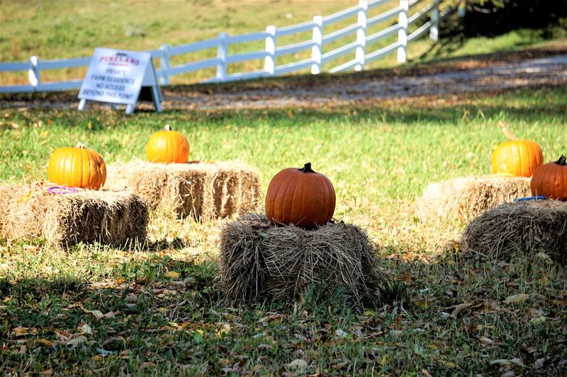 Daytime Visits Bring The Pumpkin Patch Into Play