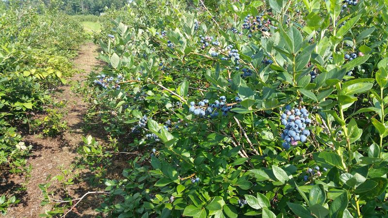 Dexter Blueberry Farm, Dexter