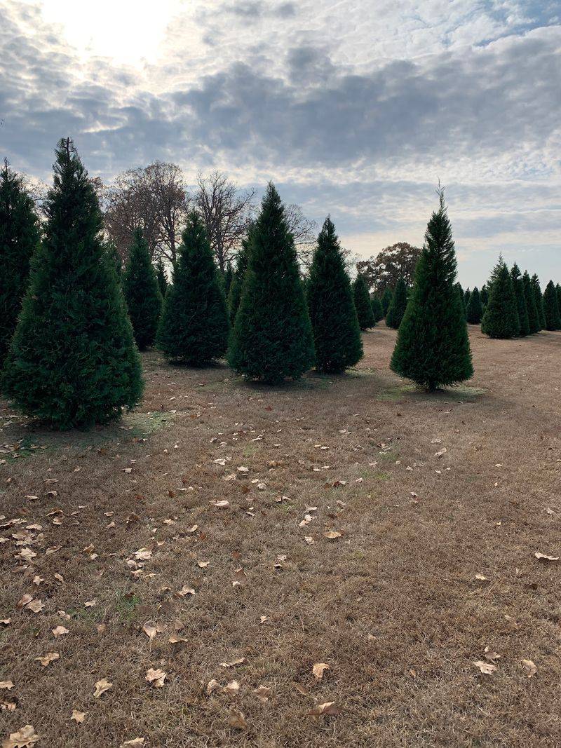 Decades Of Family Roots Grow On This Arkansas Hillside
