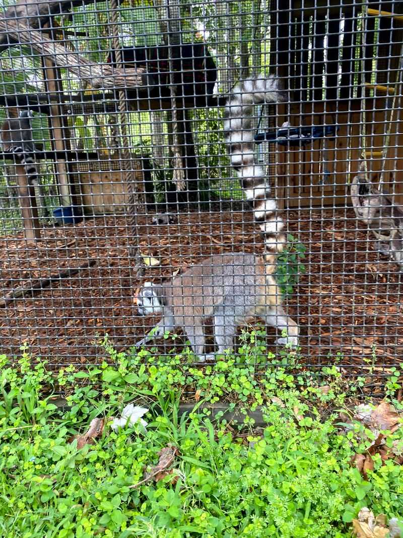 Tours, Encounters, And Animal Highlights