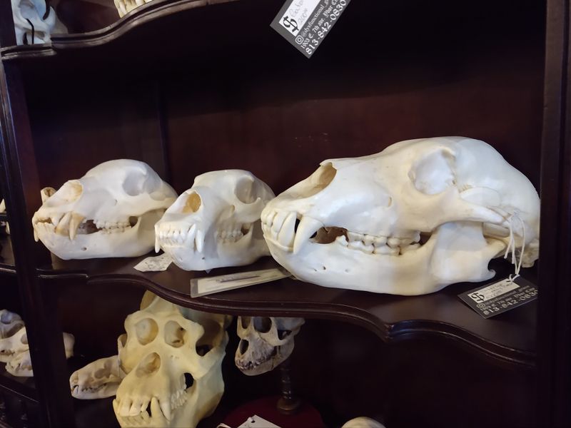 Menu Of Curiosities: What They Sell