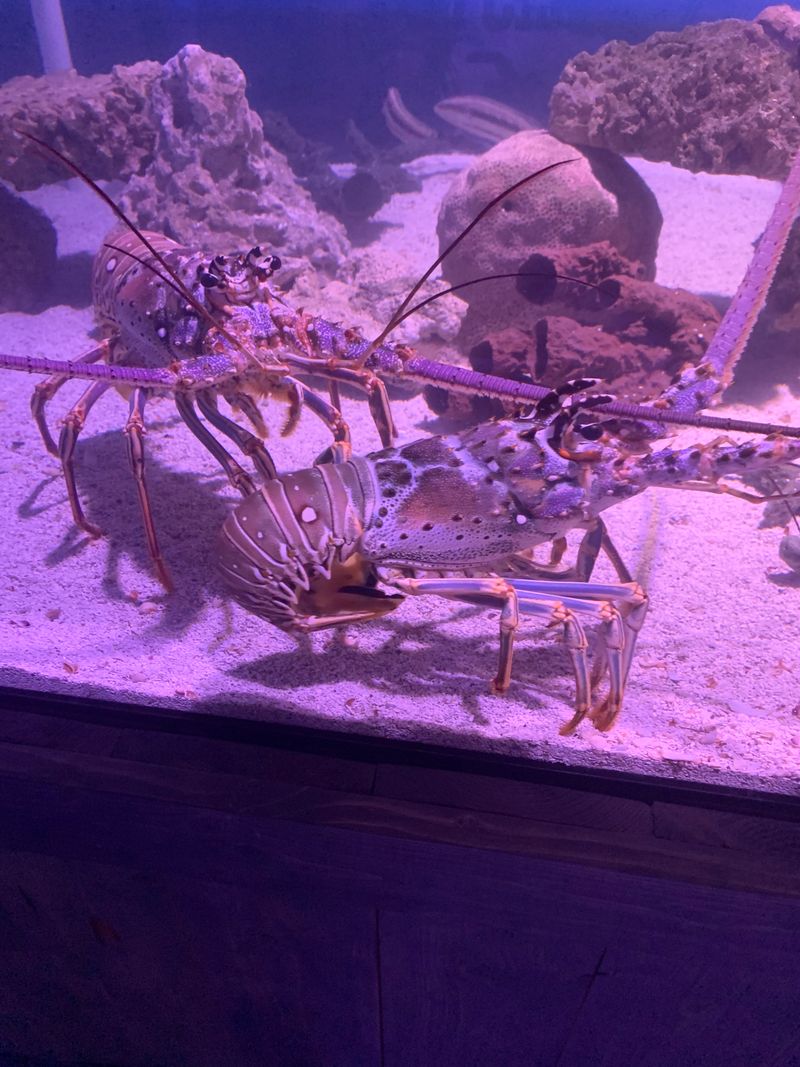 Exhibits And Interactive Encounters