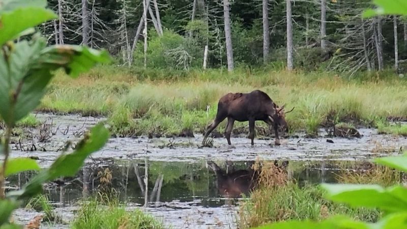 Deep Into Bogs, Back Roads, And Hidden Wetlands
