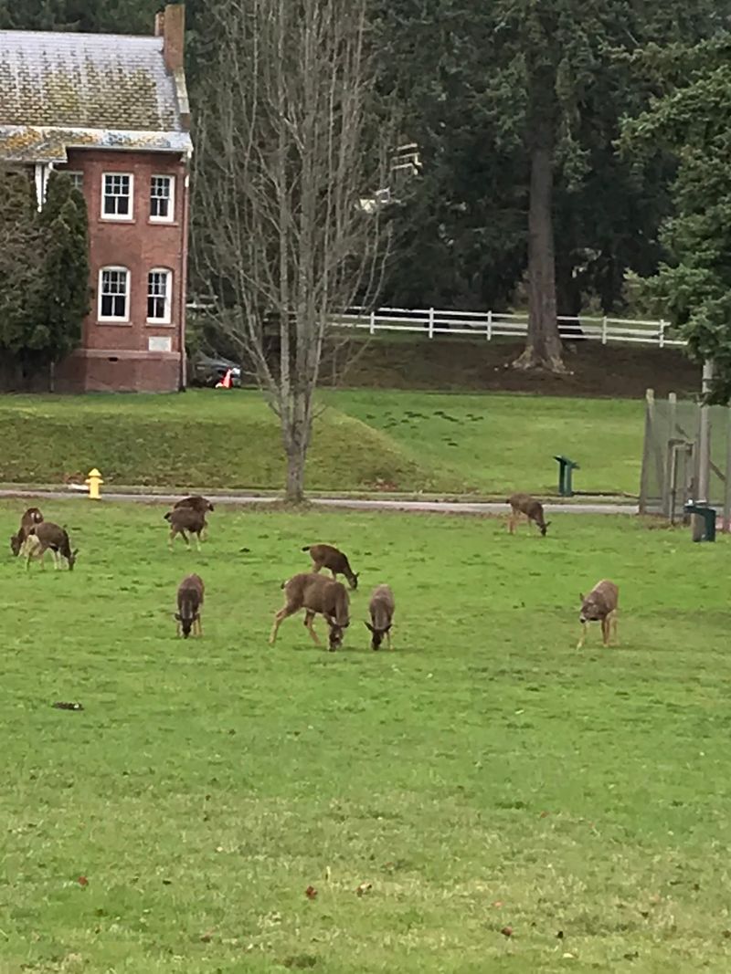 Deer, Marine Life, and Big Water Views