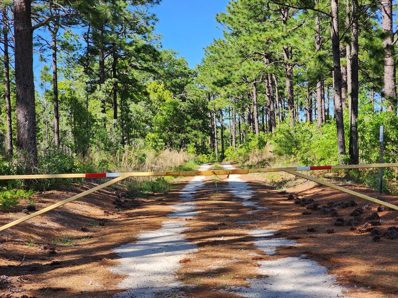 Deer Populations In The Forest Drive Tick Numbers Up
